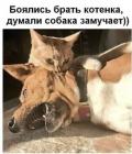 Прикрепленное изображение: strashnee-koshki-zverya_40303.jpg