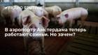 Прикрепленное изображение: 1752398268.jpg