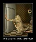 Прикрепленное изображение: Котик не мелочится.jpg