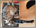 Прикрепленное изображение: Котик в коробке.jpg