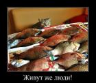 Прикрепленное изображение: Котик и рыбы.jpg
