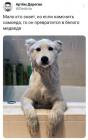 Прикрепленное изображение: Мокрый самоед.jpg