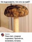 Прикрепленное изображение: Котий гриб.jpg