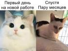 Прикрепленное изображение: 559005533_826220220334567_2898374480501922458_n.jpg