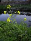 Прикрепленное изображение: Brassica_rapa_plant.jpg