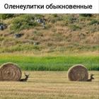Прикрепленное изображение: 1791834788.jpg