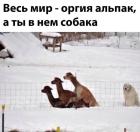 Прикрепленное изображение: Оргия альпак.jpg