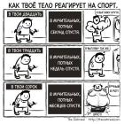 Прикрепленное изображение: тело реагирует на спорт.jpg