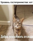 Прикрепленное изображение: Гостеприимный кот.png