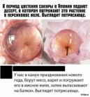 Прикрепленное изображение: Мясо в желе.jpg