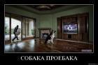 Прикрепленное изображение: jf8c7vhigrqd.jpg