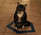 Прикрепленное изображение: кот3.jpg