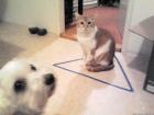 Прикрепленное изображение: кот4.jpg