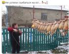 Прикрепленное изображение: GooseKiller.jpg