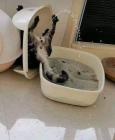 Прикрепленное изображение: Котик писает.jpg