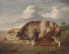 Прикрепленное изображение: James_Ward_-_Gloucestershire_Old_Spot_-_Google_Art_Project.jpg