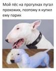 Прикрепленное изображение: Парик для пса.jpg
