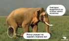 Прикрепленное изображение: Слон 2.jpg