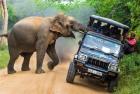 Прикрепленное изображение: Слон 1.jpg