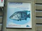 Прикрепленное изображение: rybki.jpg