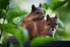 Прикрепленное изображение: belka-foto-057.jpg