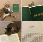 Прикрепленное изображение: Y0zPlYYmklQ.jpg