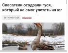 Прикрепленное изображение: Гуся отодрали.jpg