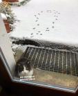 Прикрепленное изображение: Котику сегодня достаточно.jpg