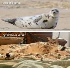 Прикрепленное изображение: Морской котик.jpg