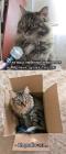 Прикрепленное изображение: Коробочка.jpg