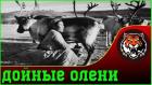 Прикрепленное изображение: дойные олени.jpg