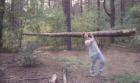 Прикрепленное изображение: brevnyshko.jpg