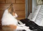Прикрепленное изображение: pianist.jpg